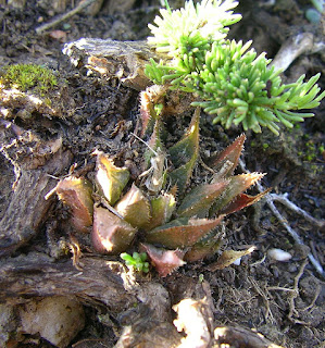 Haworthia sp R050220C - GM 707 N/W Diepkloof N/E Potberg (related to maraisii/floribunda)