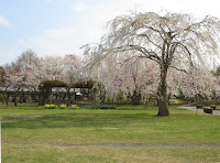 弘前城植物園のしだれ桜