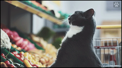 03/30/19 • Cat GIF Website