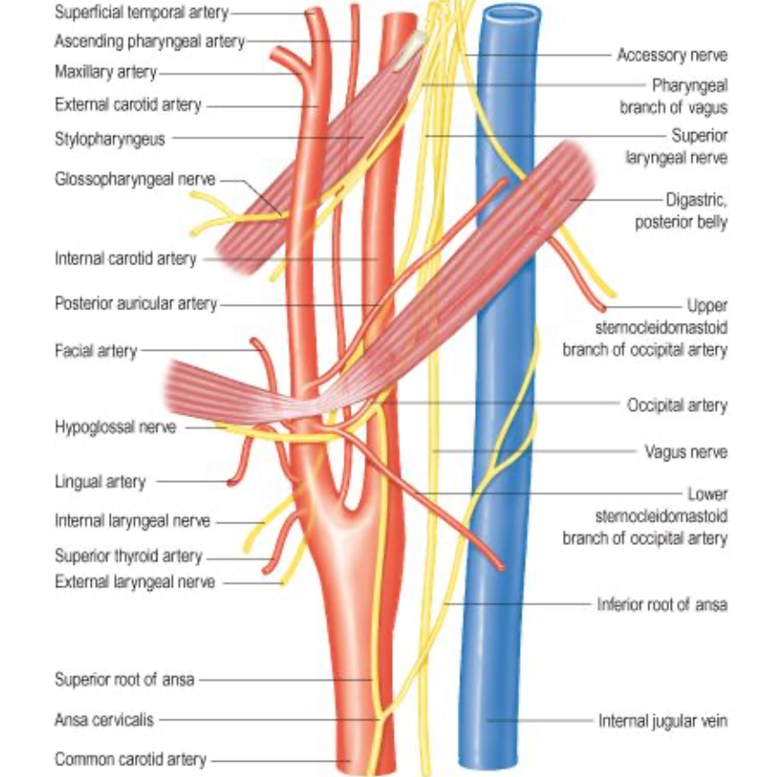 Head and Neck Anatomy Arteries of Carotid Triangle