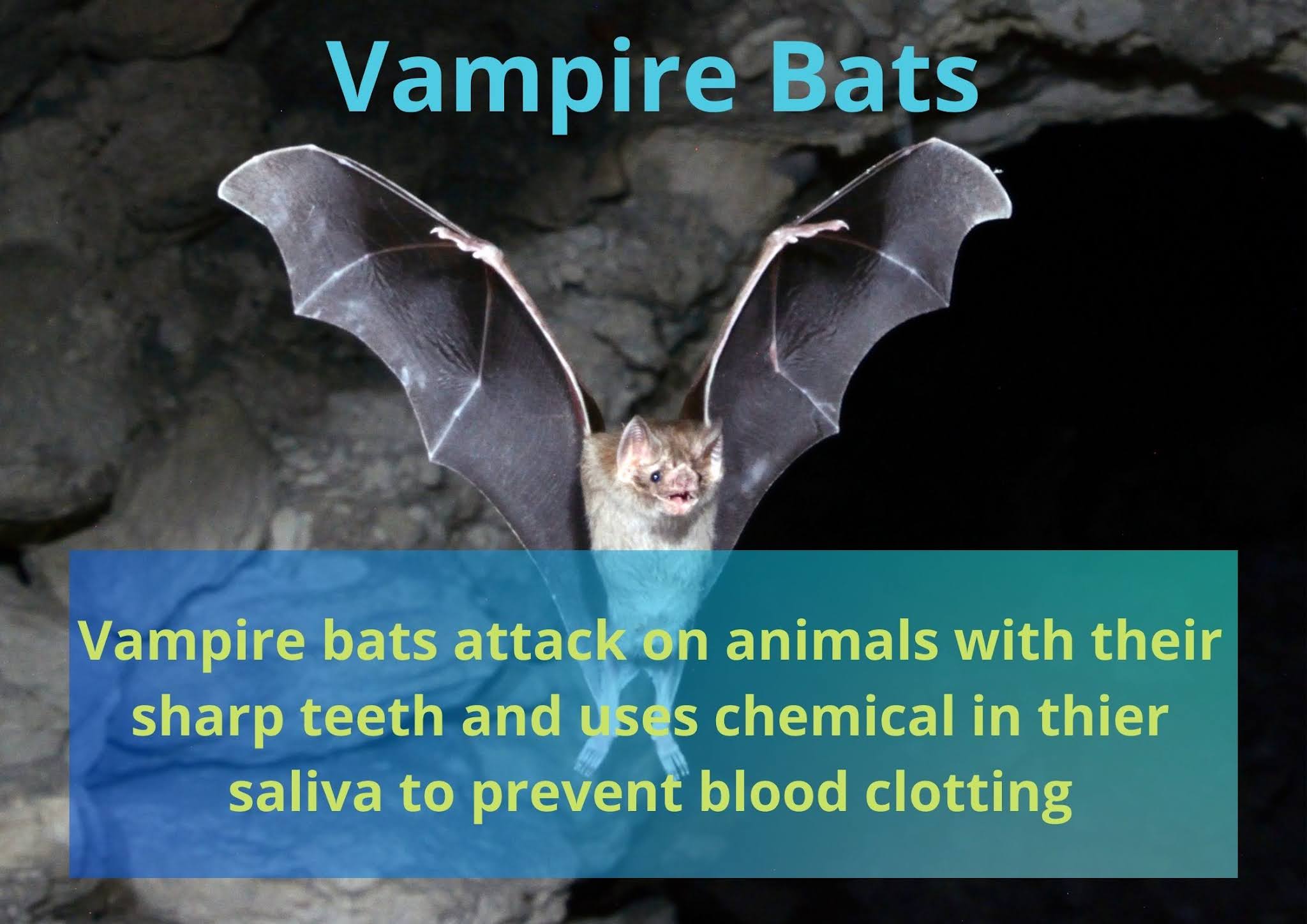 FACTZZ - Interesting facts