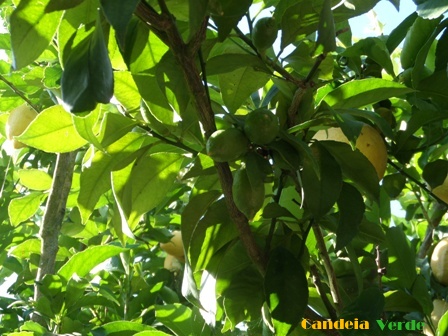 Três maneiras rápidas de aprender cid de picada de abelha 