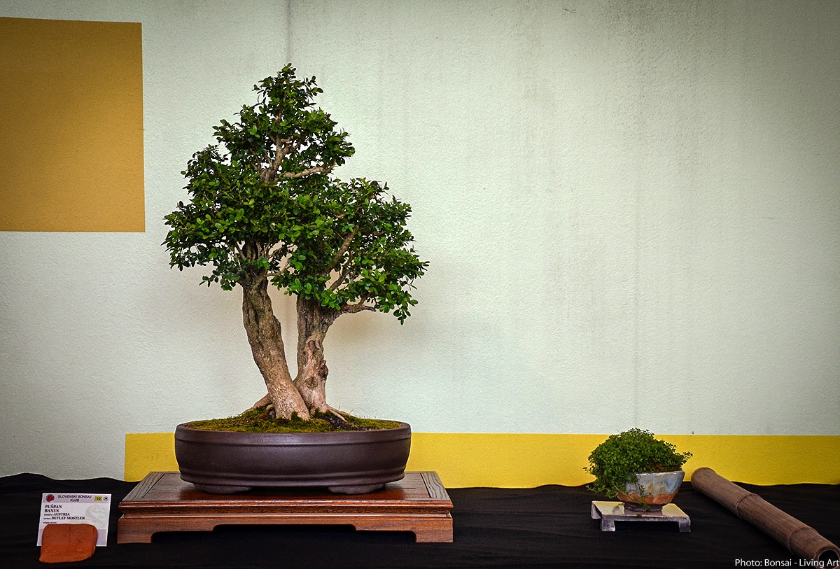 Bonsai Living Art Photos from the VI. International bonsai