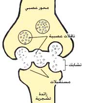 ماهو الجهاز العصبي المركزي مكوناته ودوره في جسم الإنسان تعريف نقاط تشابك العصبي