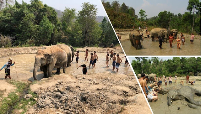 Elephant Jungle Sanctuary - Chiang Mai