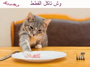 وش تاكل القطط