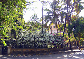 trees, bougainvillea, flowers, greenery, house, compound, street, Mount carmel road, bandra, mumbai, incredible india, 