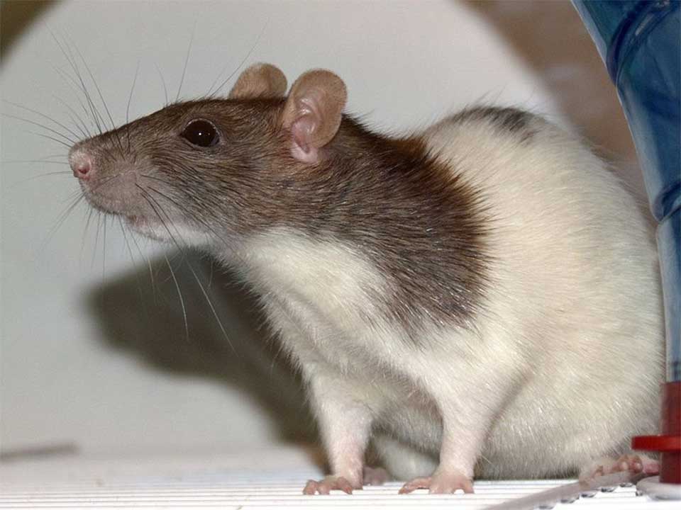 Fancy Rat Intelligent, Loyal and Easily Trainable Pet Rat
