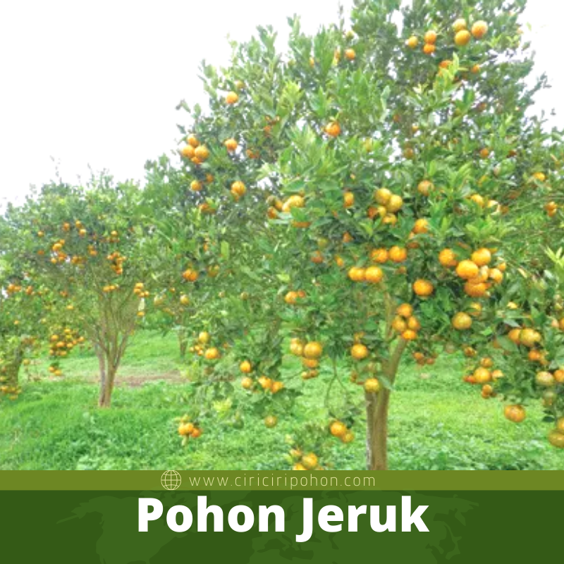 Pohon Jeruk