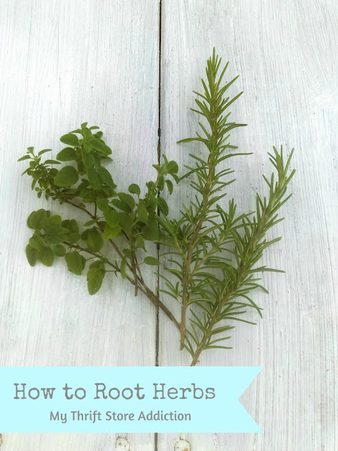 how to root herbs the organic way