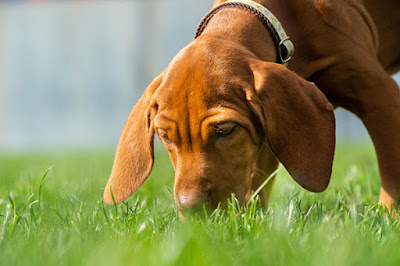 Why Your Dog Eats Grass