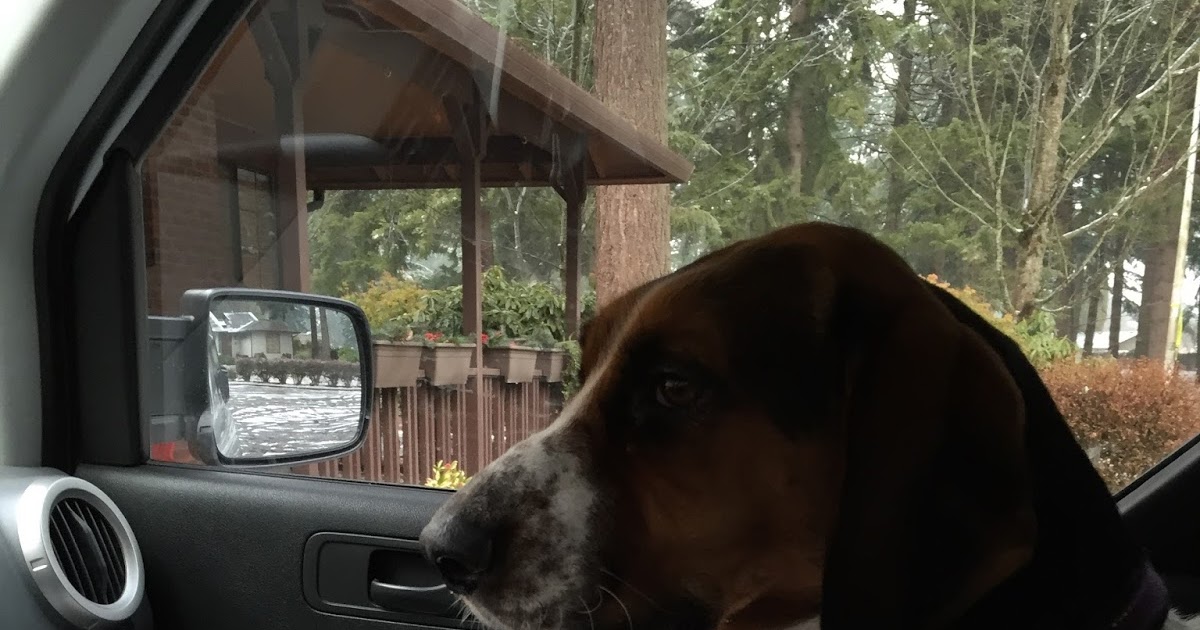 Cinnamon the Traveling Coonhound Kennel Cough and Pneumonia A rough week