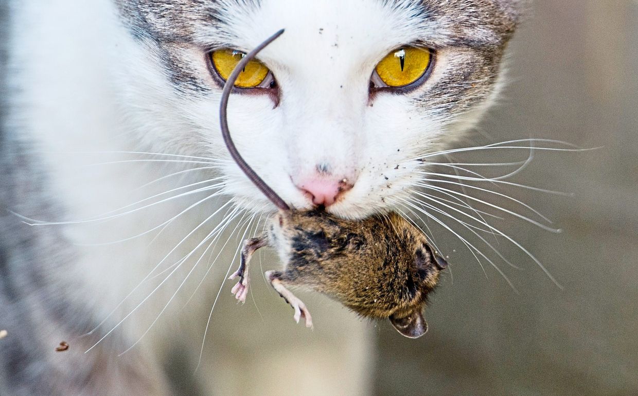 Вопли котов. Кошка с мышью в зубах. Коты с мышами в зубах. Кот ловит мышь. Кот поймал мышку.