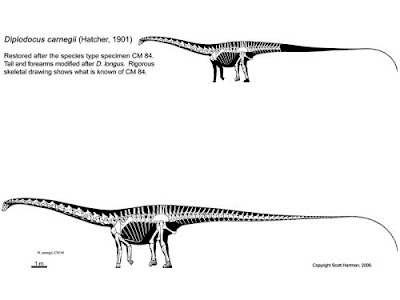 Diplodocus