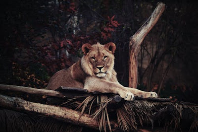 Lion Images Lion Images