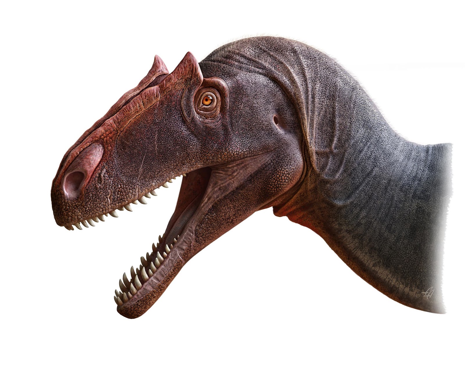 Allosaurus_jimmadseni