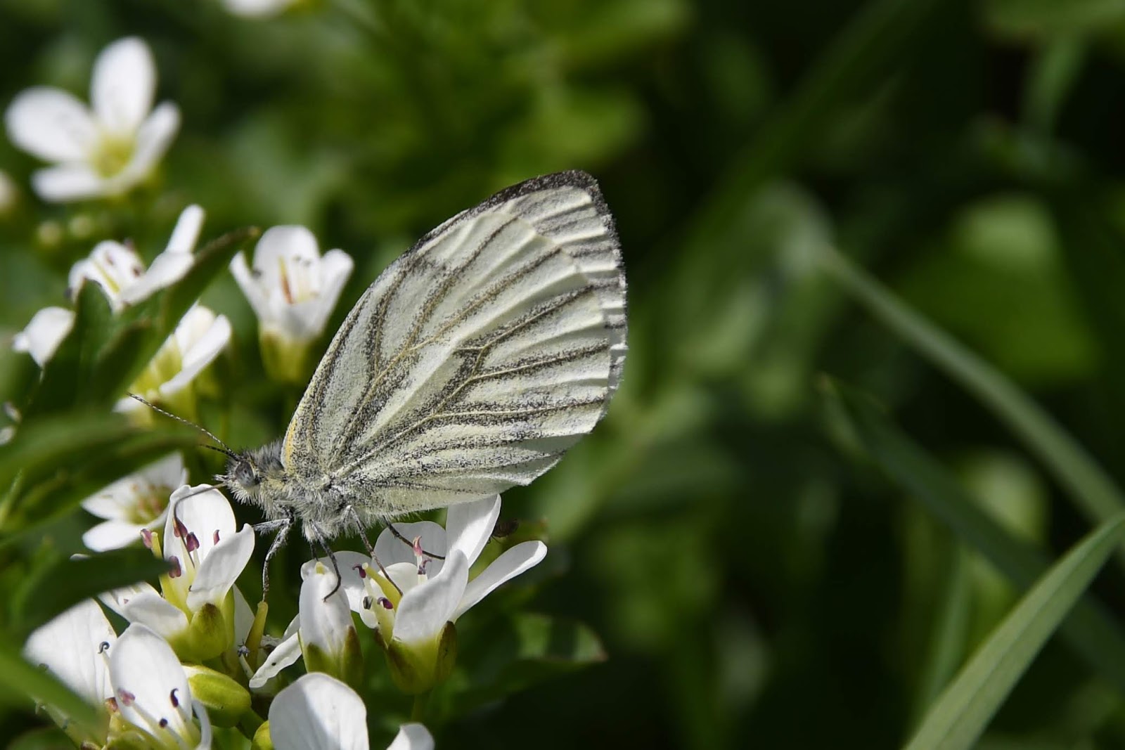 Rambles From My Chair Wednesday Wildlife Pieris