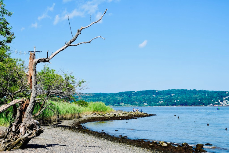 Ms. Toody Goo Shoes PIERMONT PIER A QUARANTINE DISCOVERY