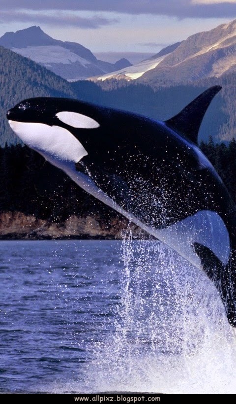 free download mobile phone wallpapers