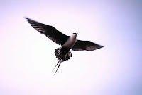 Long-tailed Jaeger in flight – Aug. 2005 – photo by Tim Bowman, USFWS