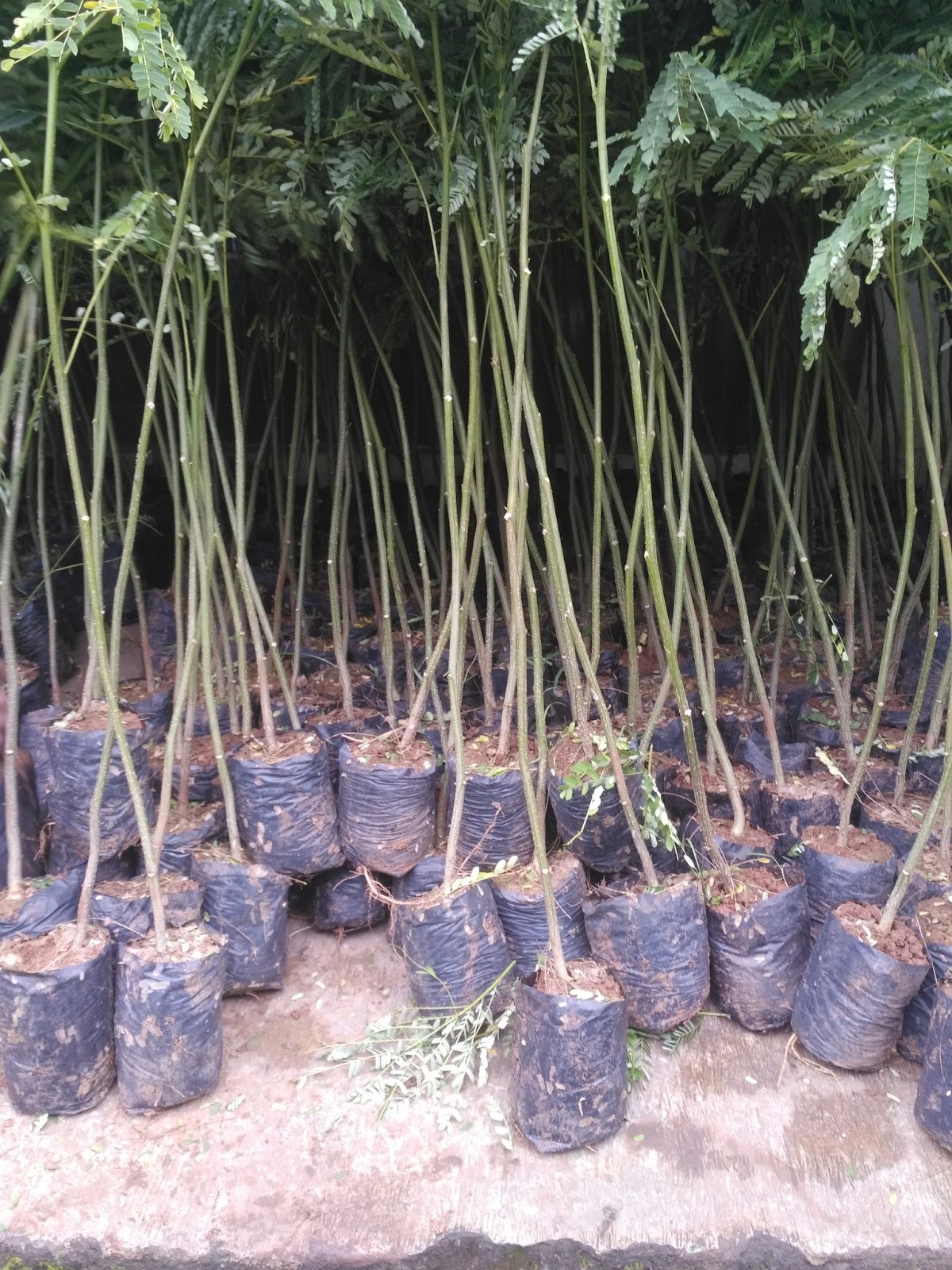  Pohon  SENGON  Panduan Menanam dan Merawat  pohon  Sengon  