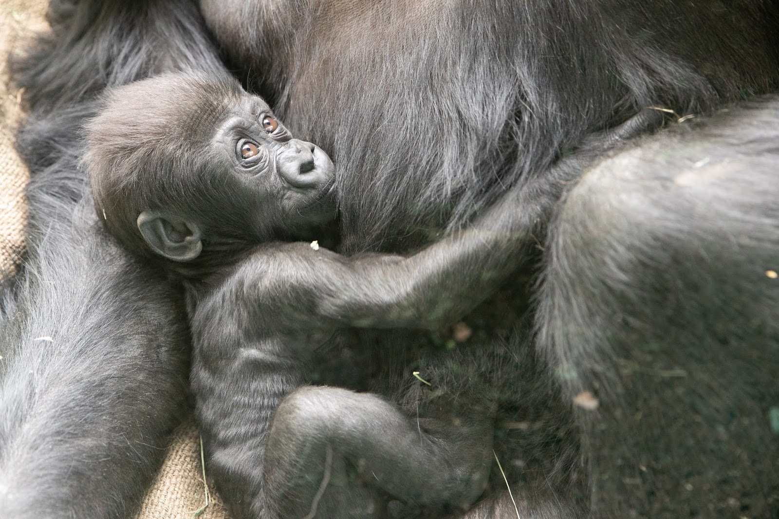 A nine weeks old gorilla baby (gorilla gorilla) is being held by