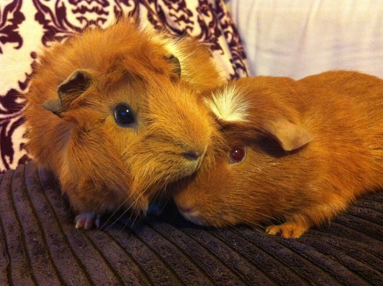 the-diary-of-an-rspca-guinea-pig