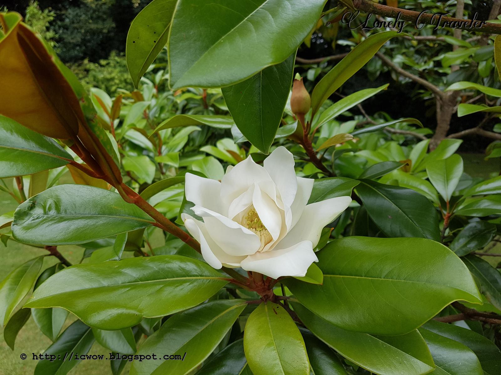 Southern magnolia - Magnolia grandiflora