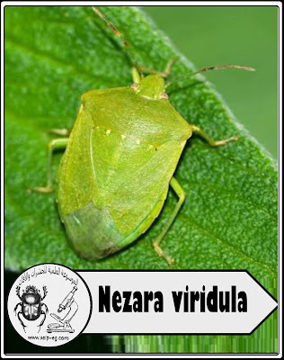 البقة الخضراء Green bug 