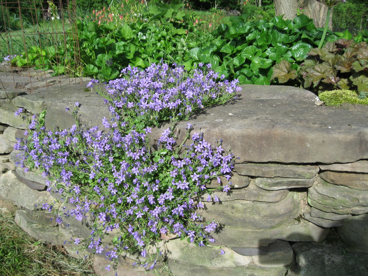 Plants and Stones Longest Name Here