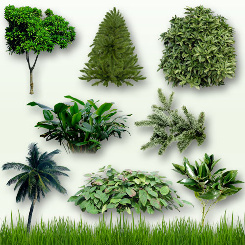 Pinceles vegetacion en planta Imagui