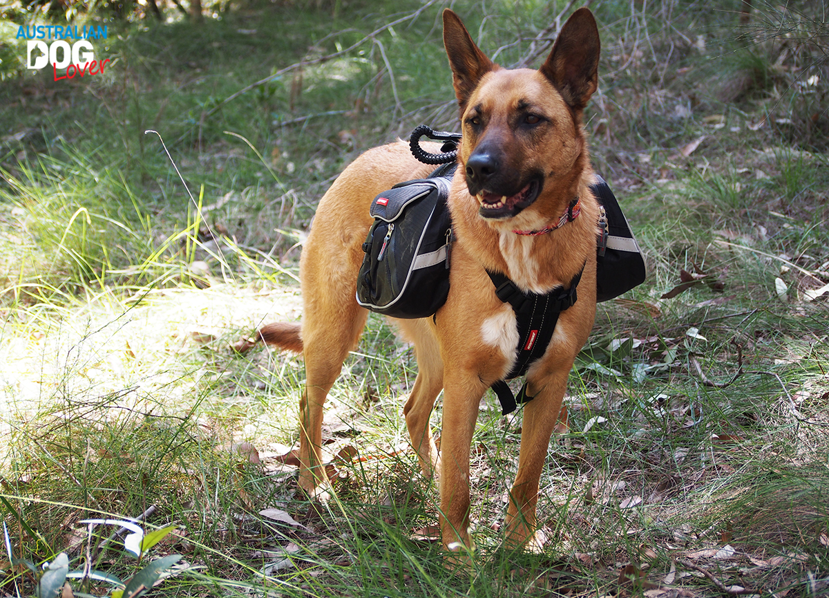 EzyDog Summit Backpack for Dogs Review Australian Dog Lover
