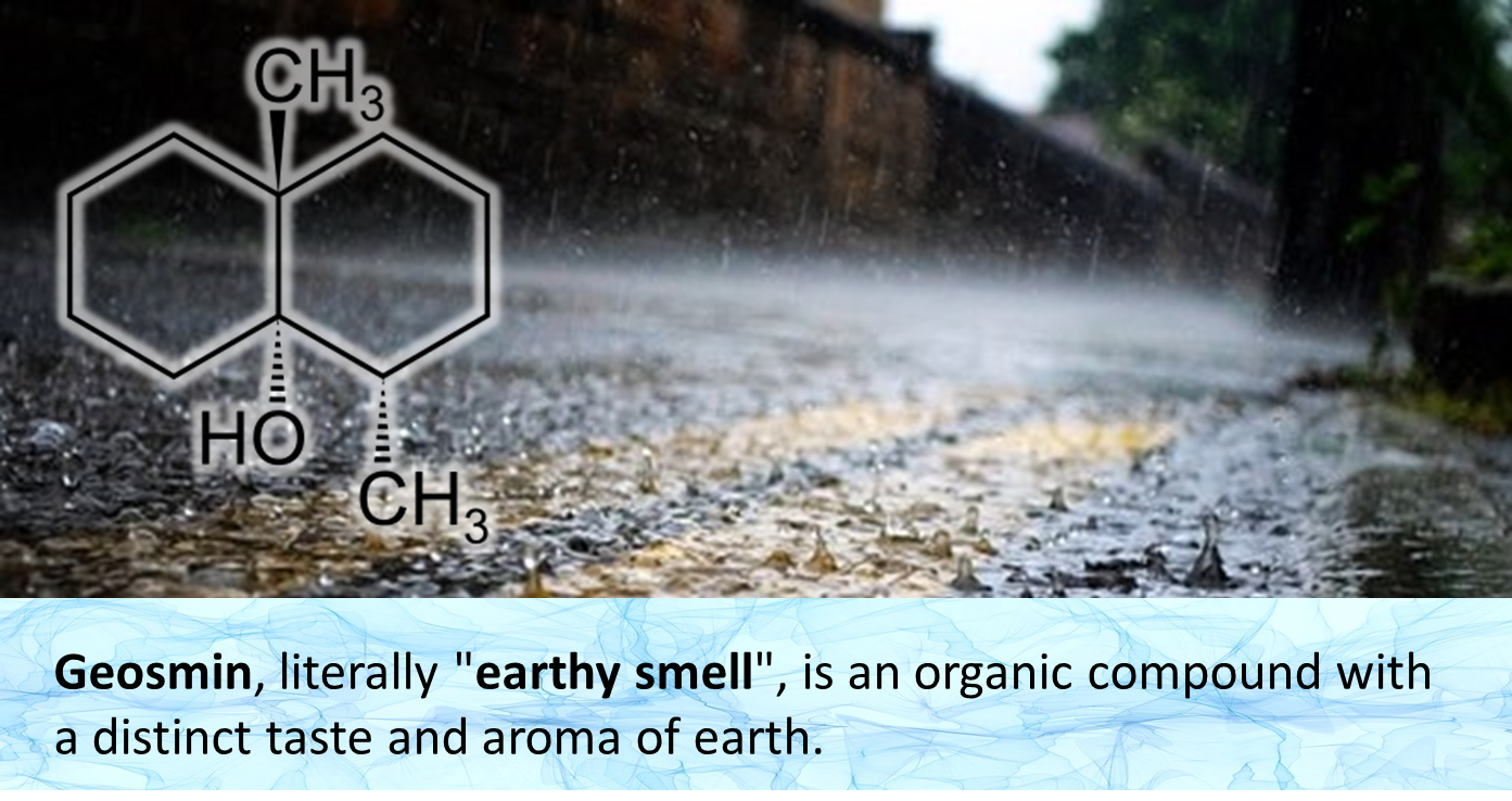 Geosmin, the smell of the earth