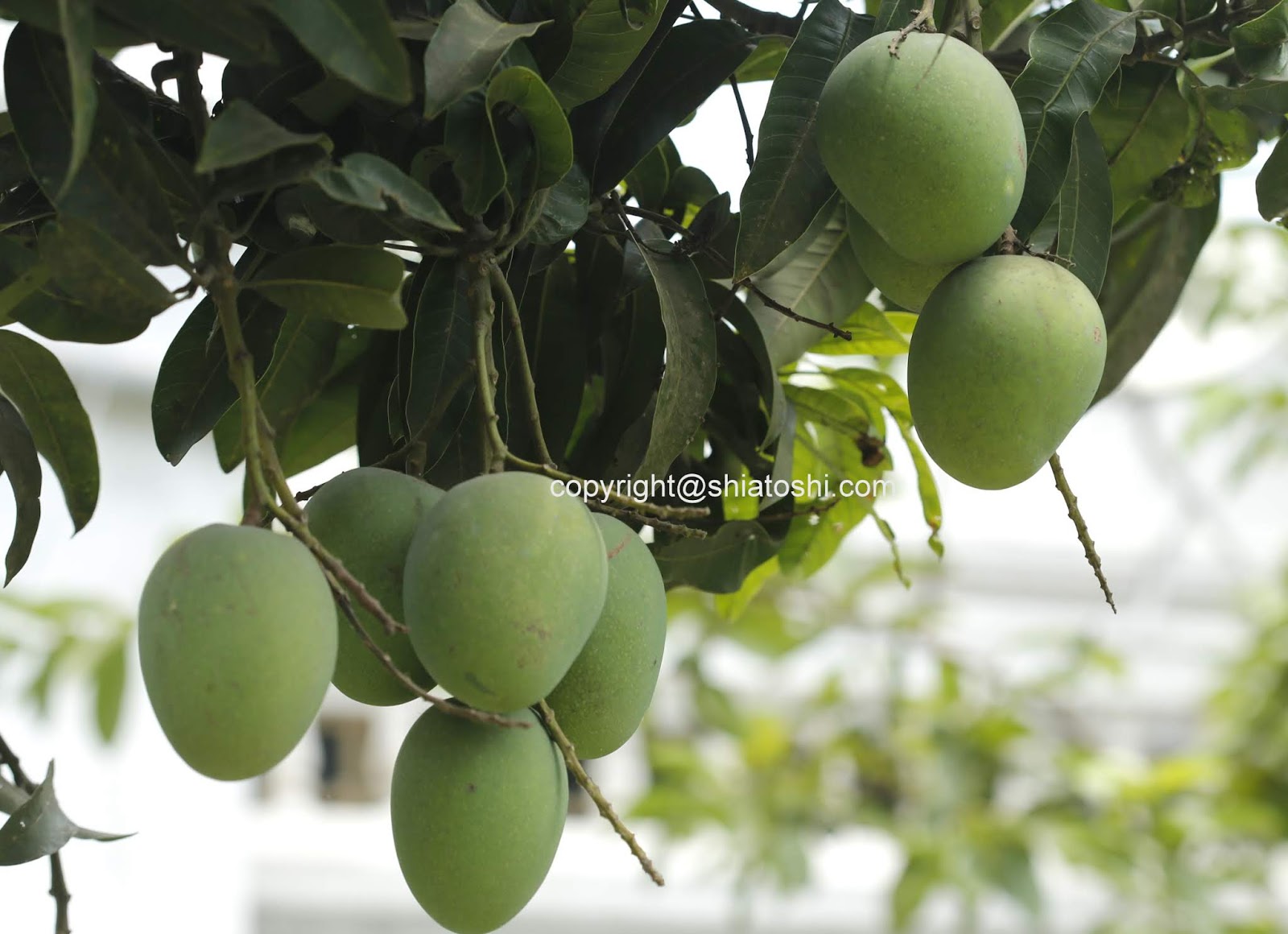 shiatoshi Growing Mango Trees , Feeding and caring