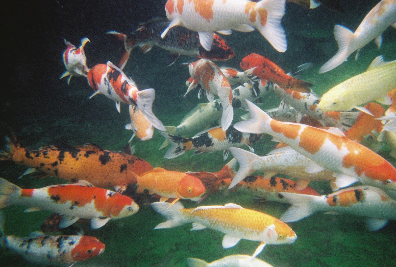 Simple-koi-pond-ideas7.jpg