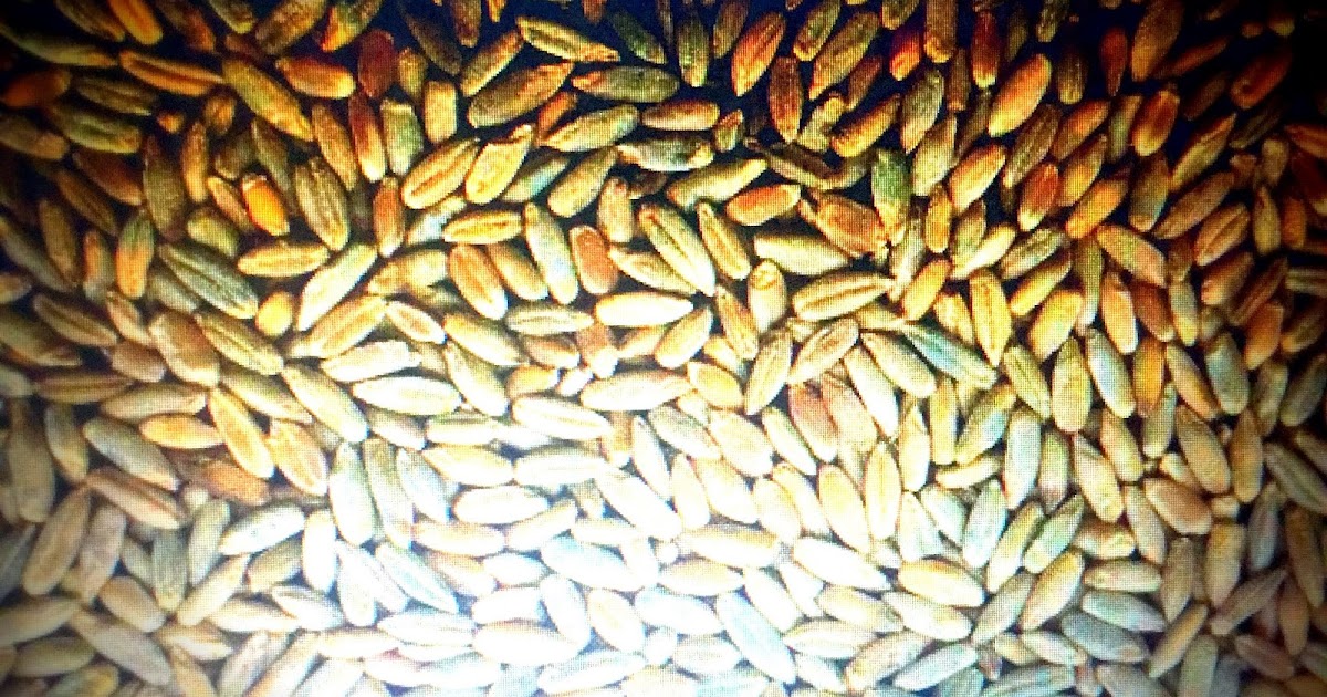 Are rye berries good for you?