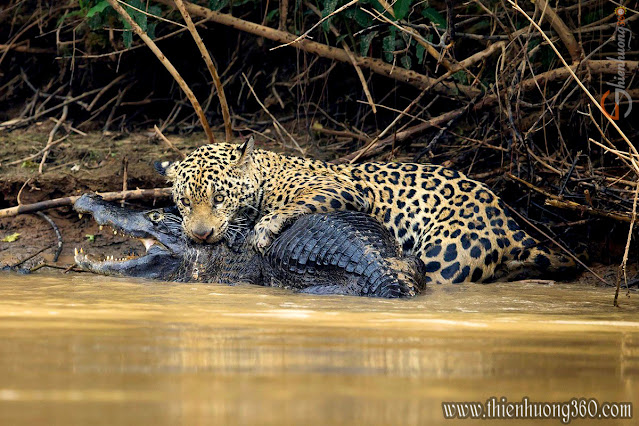 Beo Jaguar tấn công nhanh như chớp giết chết Cá Sấu