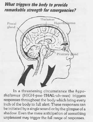 When Cows and Kids Collide: ATI Wisdom Booklet 1: Medical Portion