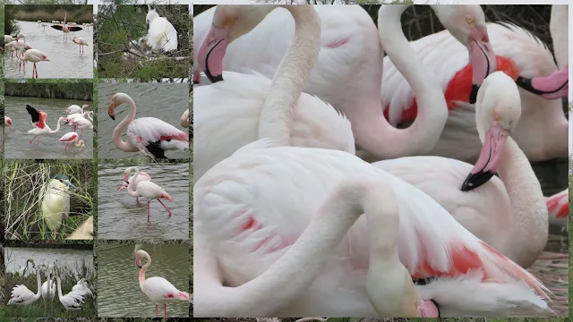 Pink Flamingos at Parc Ornithologique de Pont de Gau in the Camargue