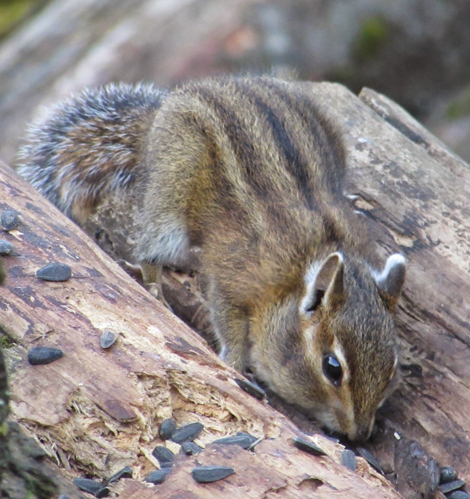 chipmunks hibernate in winter chipmunks hibernate in winter
