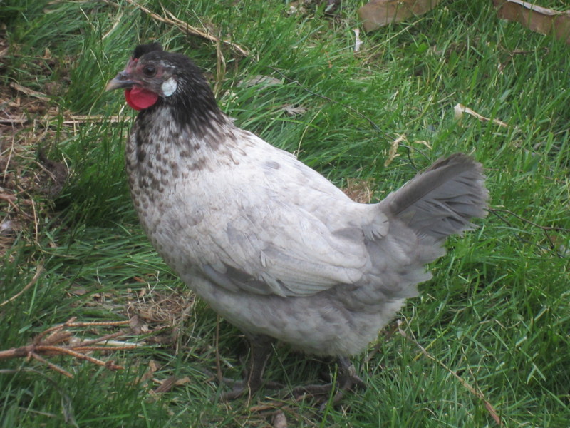 Are Chickens Really Dumb?