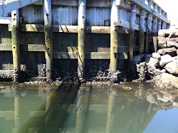 Intertidal Oysters on Pilings at South Wellfleet Marina