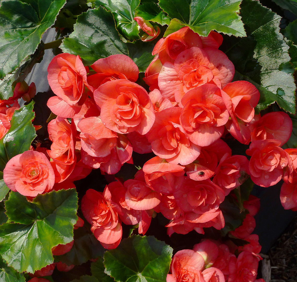 زهرة البيجونيا وهي من أجمل الزهرات المنزلية