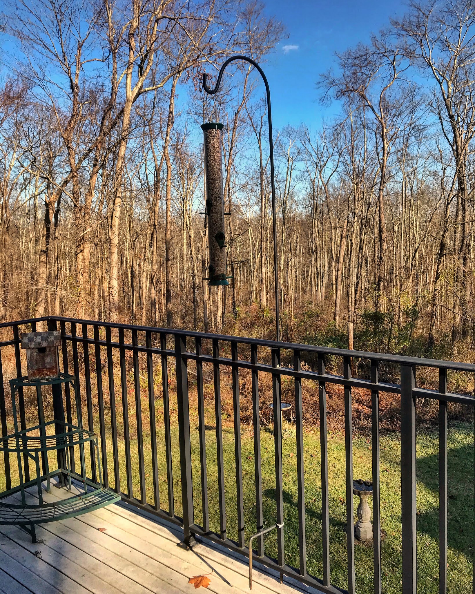 Content in a Cottage Bird Feeder on My Balcony
