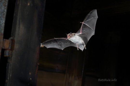 Bats are surprisingly fast decision makers