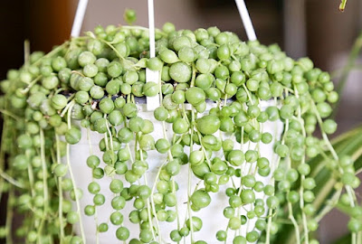 Colar de pérolas - Senecio rowleyanus