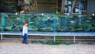 4+il+muro+acquario+della+villa+in+turchia.jpg