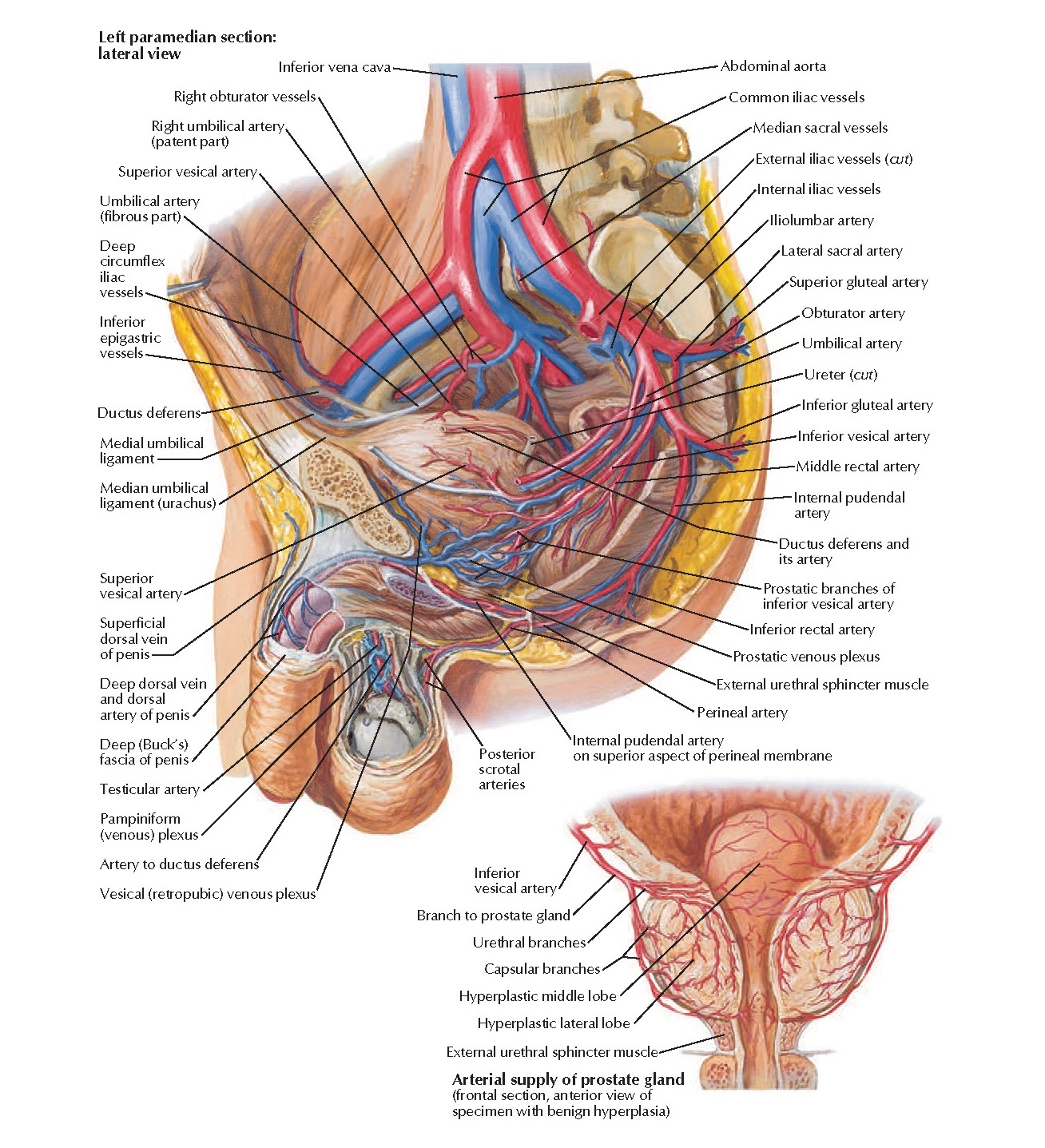 Arteries and Veins of Pelvis: Male Anatomy