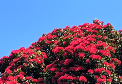 New Zealand's Christmas tree, the Pohutakawa