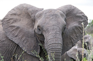 Tehdit etmek ya da dikkat çekmek için Afrika fili kulaklarını yayarak durur. Kulak kepçesindeki damarlar gözle görülebilir.